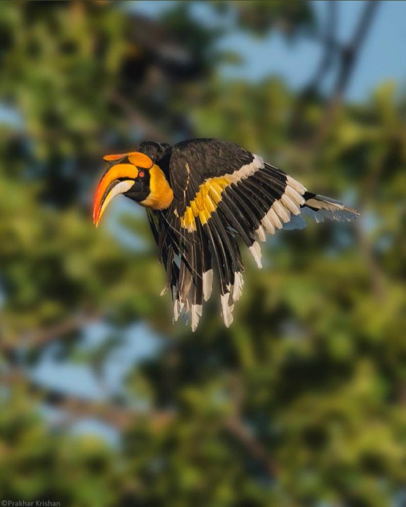 The Postcard Hideaway, Netravali Wildlife Sanctuary, Goa Hotel Vichondrem Bagian luar foto